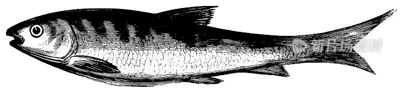 鲭鱼|古董动物插图